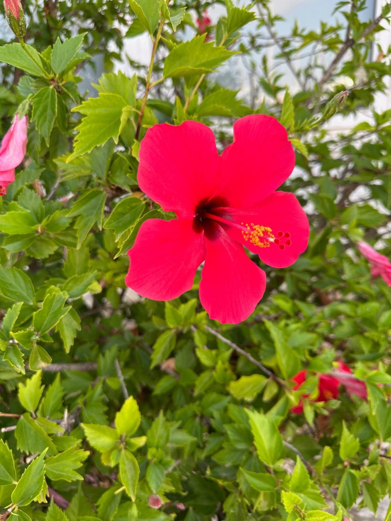 Casa Lilly-Rose, A Beautiful 3 Bedroom Detached Villa A Short Walk To The Villamartin Plaza & Golf Course מראה חיצוני תמונה